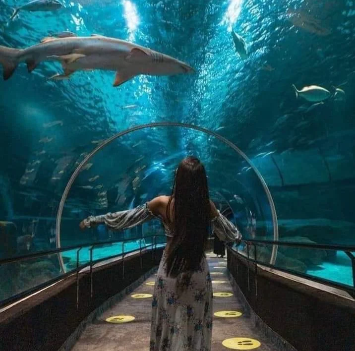 Acuario de Río de Janeiro y Boulevard Olímpico, recorrido turístico urbano con atracciones marinas y paseo cultural en el centro de la ciudad